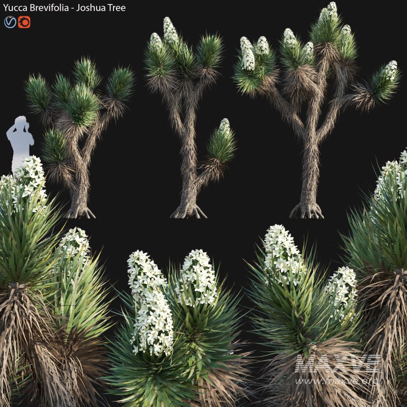 Yucca Brevifolia – Joshua Tree – 01 - Image 1