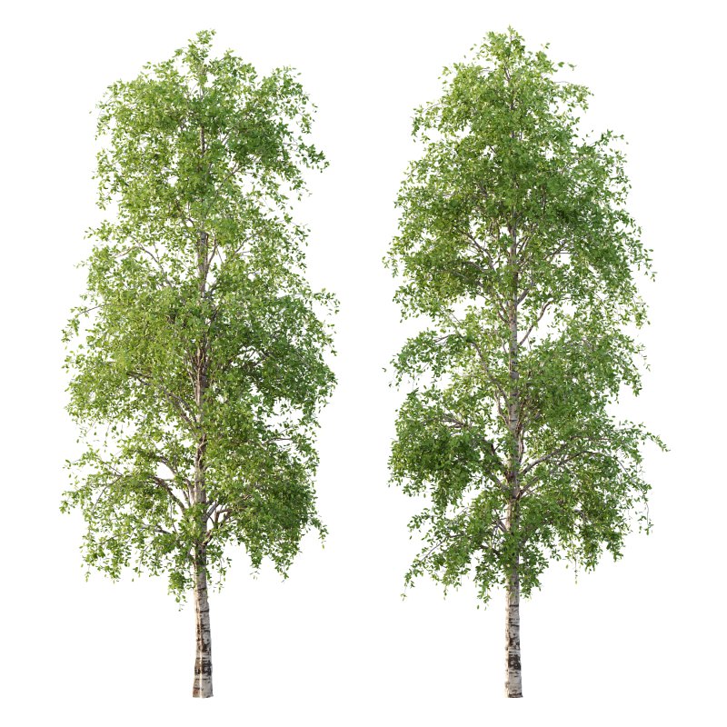 Betula Pendula Tree 08 - Image 3