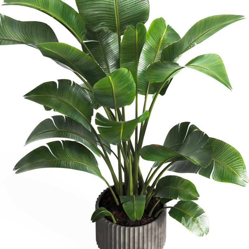 indoor plant 04 - Image 2