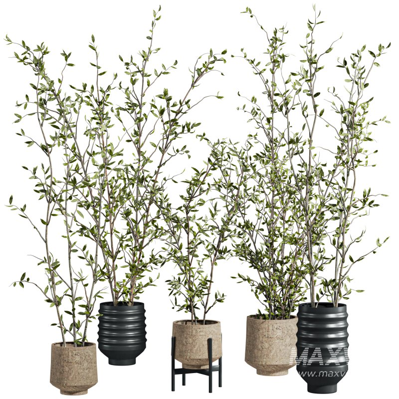 plants set - Image 5