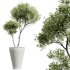 AV Indoor Plants Set 226 Mission Olive and Alnus Glutinosa Alder and Yucca Aloifolia Palm and Cunjevoi Alocasia Jardin - Thumbnail 5