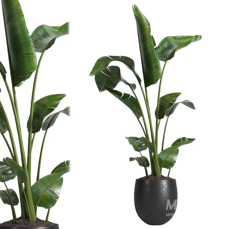 indoor plant 05 - Image 1