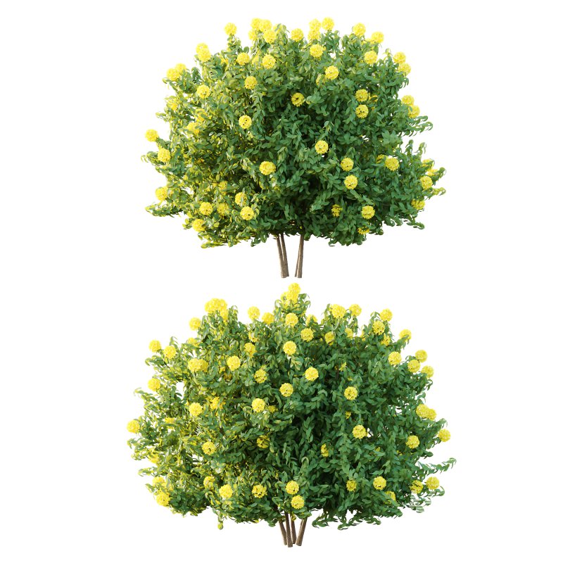 Rhododendron Arboreum Bush 03 - Image 6