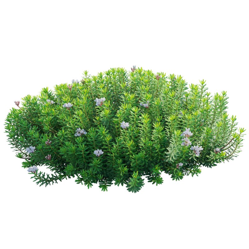 Daphne x transatlantica Blafra – Eternal Fragrance 01 - Image 2