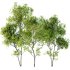 AV Acer Saccharinum and Acer Pseudoplatanus 4 trees - Thumbnail 5