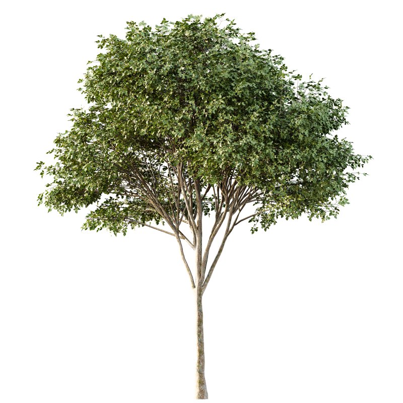 AV Tulip poplar and Gray alder alnus incana 2 trees - Image 3