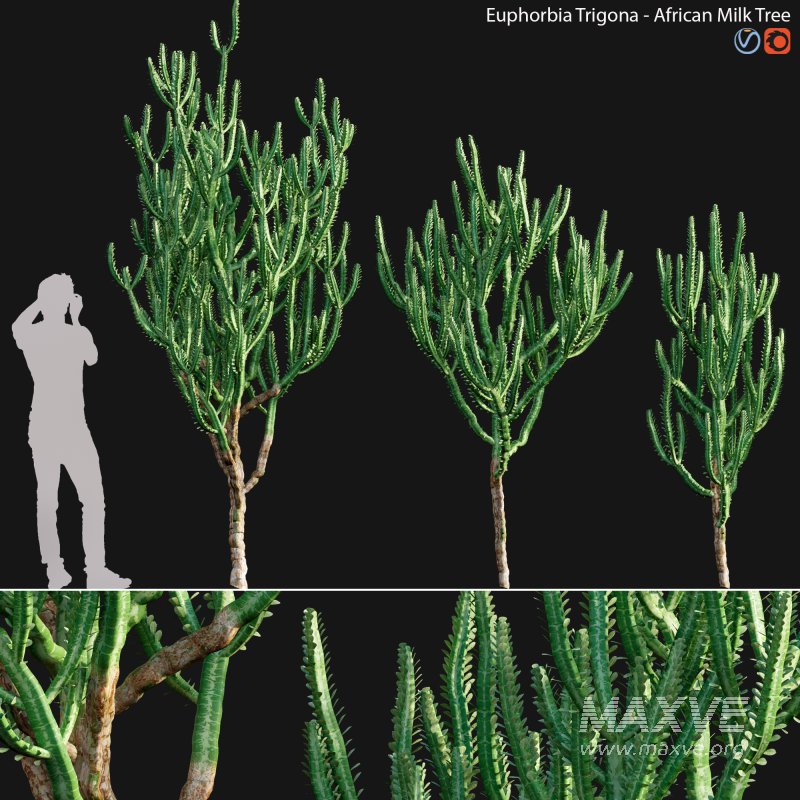 Euphorbia Trigona – African Milk Tree – 02 - Image 1