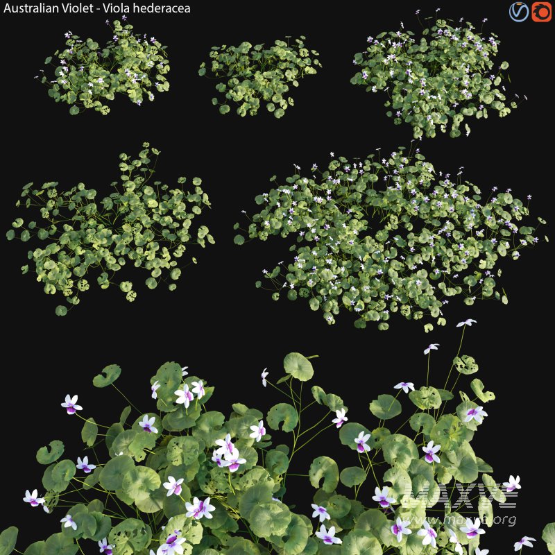 Viola hederacea -Australian Native Violet – 01 - Image 1