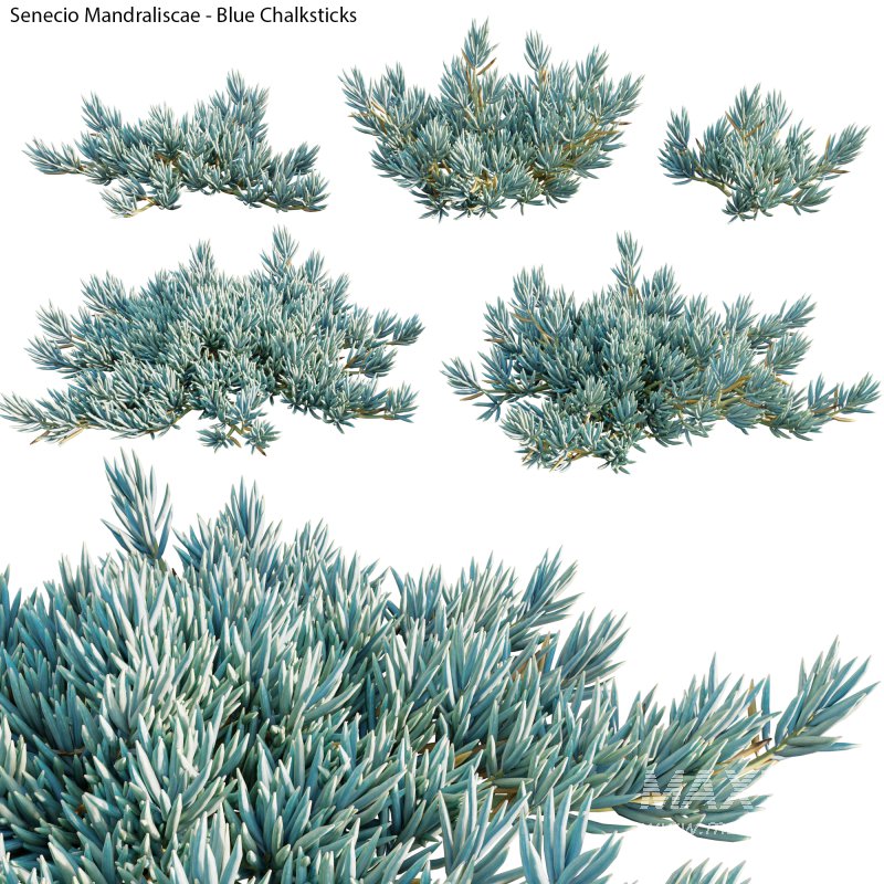 Senecio Mandraliscae – Blue Chalksticks – 01 - Image 1