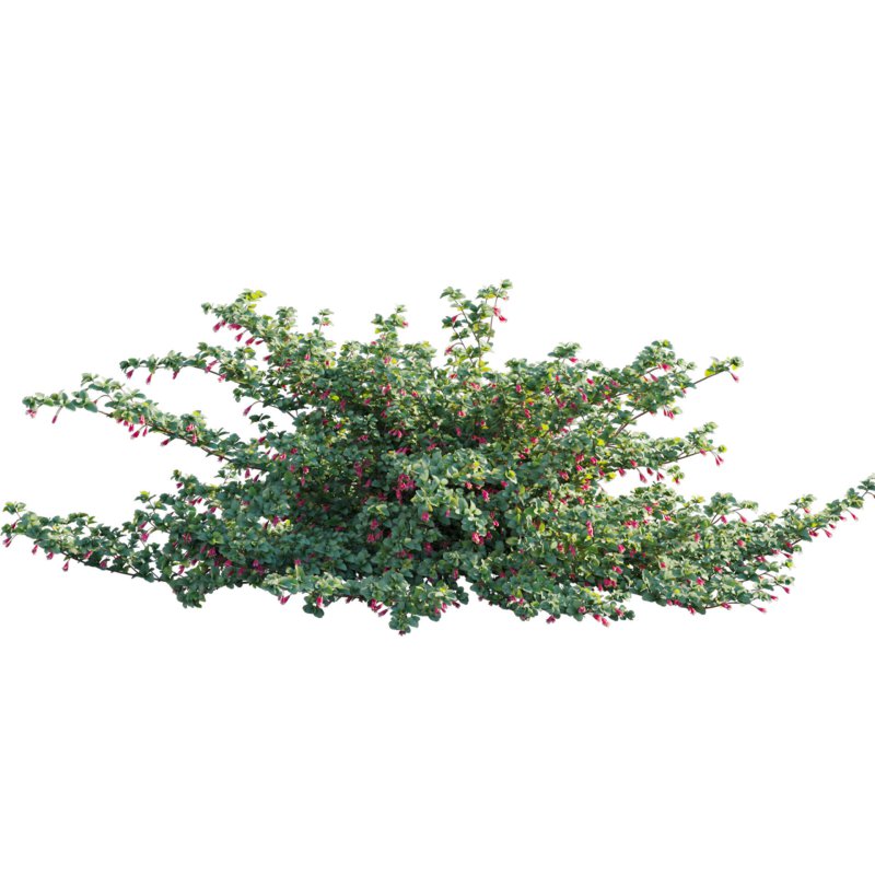 Correa reflexa – Native Fuchsia – Grevillea wilsonii 02 - Image 2