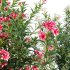 Nerium Oleander – Laurier – 01 - Thumbnail 2