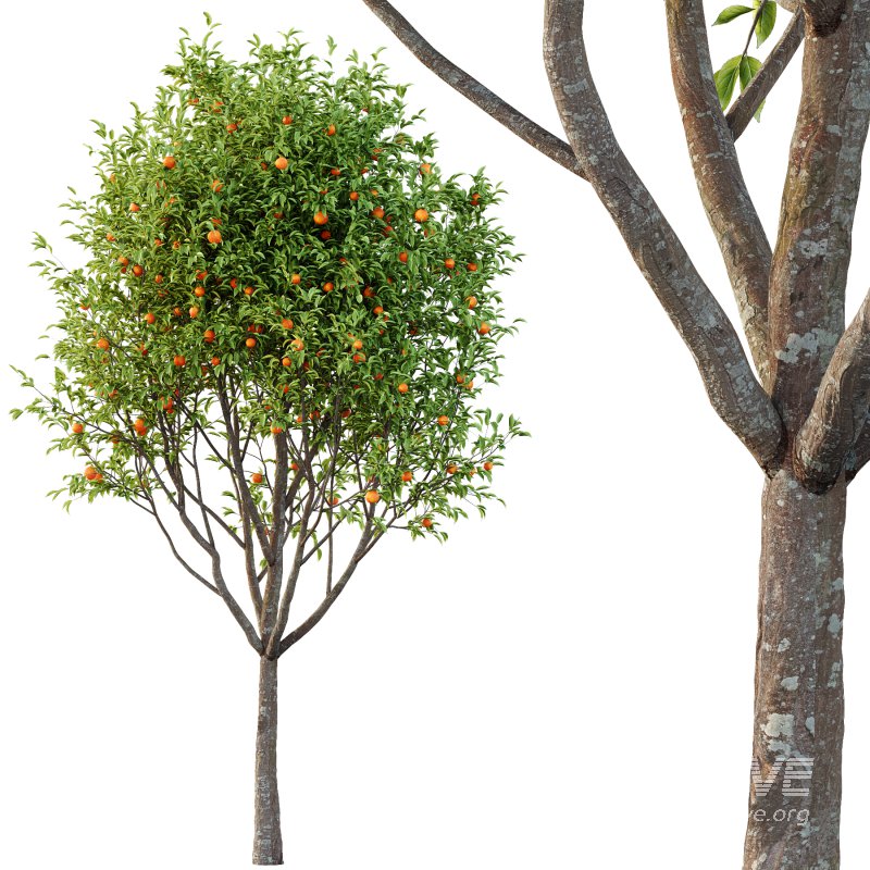 Prunus pseudocerasus Diospyros Kaki Fruit Tree 01 - Image 3