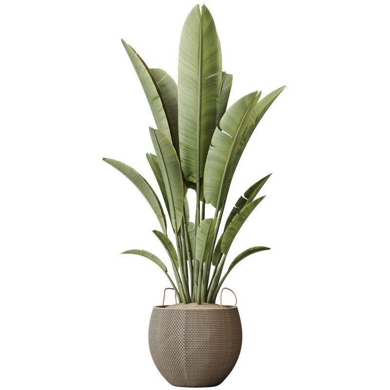 AV Indoor Plants Set 229 Wilsonii Olive and China Orange Tree and Bird Of Paradise and Peace Lily - Image 1