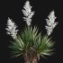 Yucca gloriosa – Mound Lily 02 - Thumbnail 6