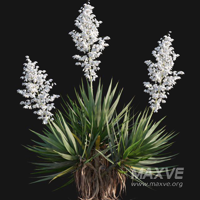 Yucca gloriosa – Mound Lily 02 - Image 6