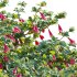 Correa reflexa – Native Fuchsia – Grevillea wilsonii 01 - Thumbnail 5