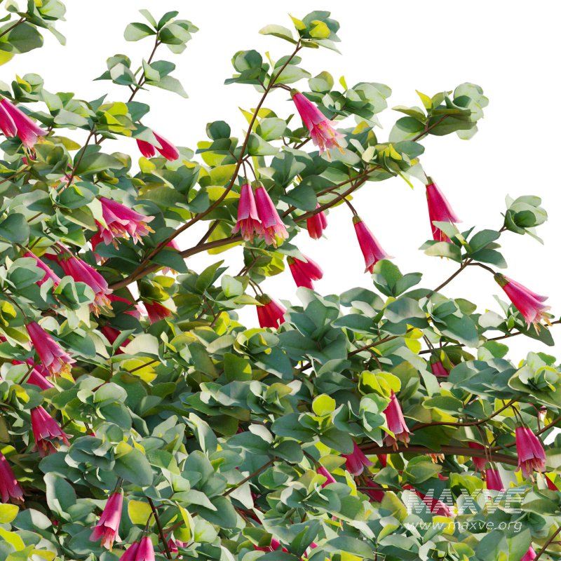 Correa reflexa – Native Fuchsia – Grevillea wilsonii 01 - Image 5