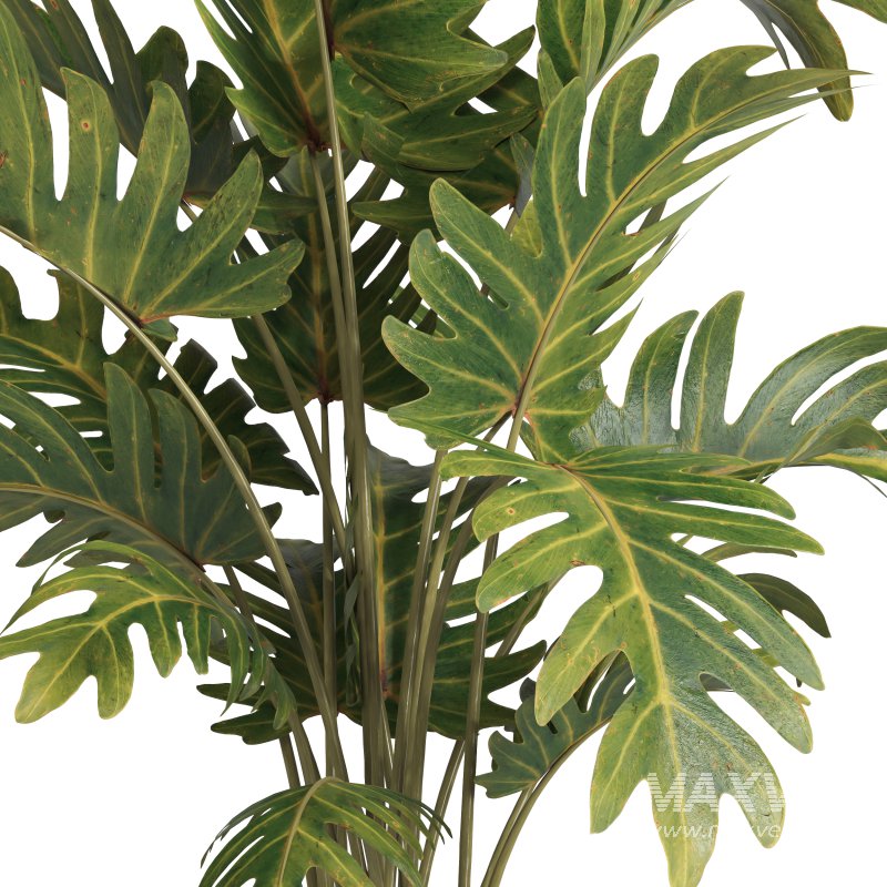 indoor plant 036 - Image 4