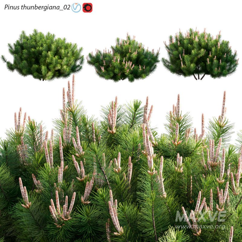 Pinus thunbergiana – Pinus thunbergii – Japanese Black Pine 02 - Image 1