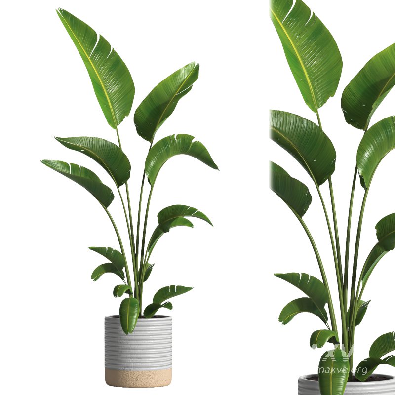 indoor plant 032 - Image 2