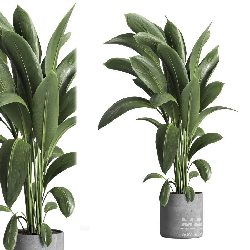 indoor plant 031 - Image 2