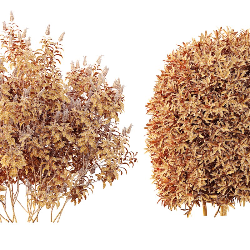 AV Spring bushes Kapebonavista Lutea Golden Shrimp and Phillyrea Rosemarinifolia Nana - Image 11