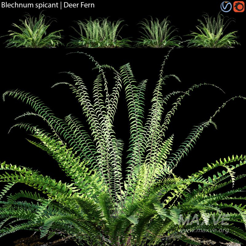 Blechnum spicant – Deer Fern – 02 - Image 1