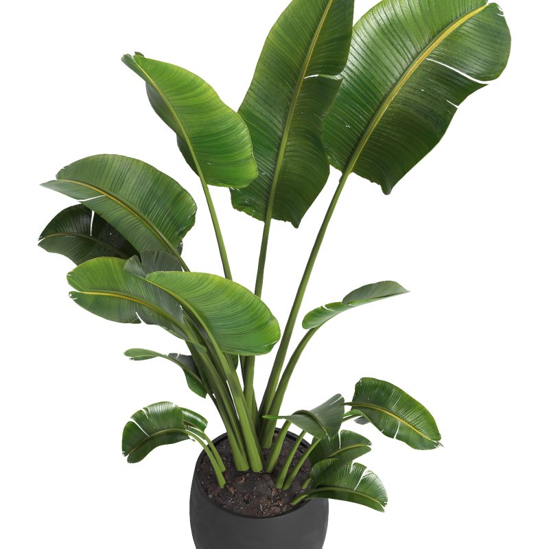 indoor plant 10 - Image 3