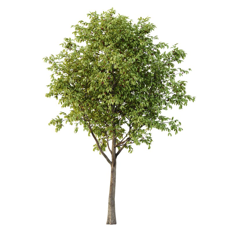 Prunus pseudocerasus Diospyros Kaki Fruit Tree 02 - Image 5