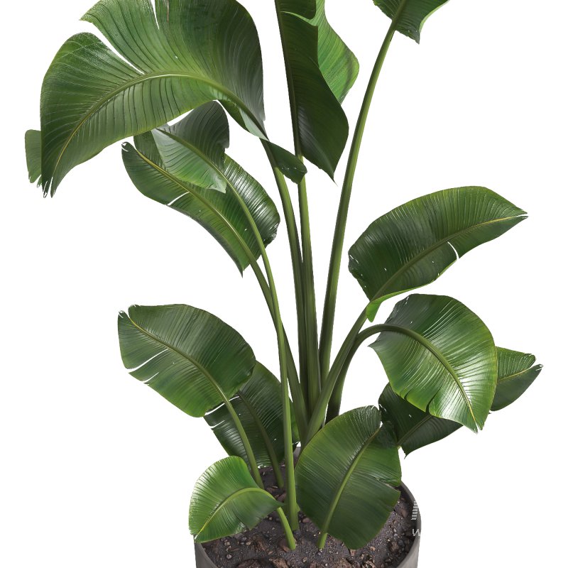 indoor plant 09 - Image 3