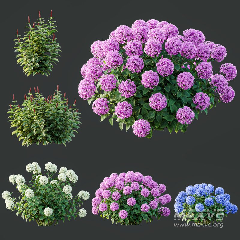 ntal richness. The Rhododendrons burst with densely packed floral spheres in rich pink, purple, and blue tones, while the Crape Ginger displays upward-pointing crimson buds atop lush, lance-shaped foliage. - Image 9