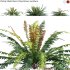 Prickly Shield Fern – Polystichum vestitum – 01 - Thumbnail 1