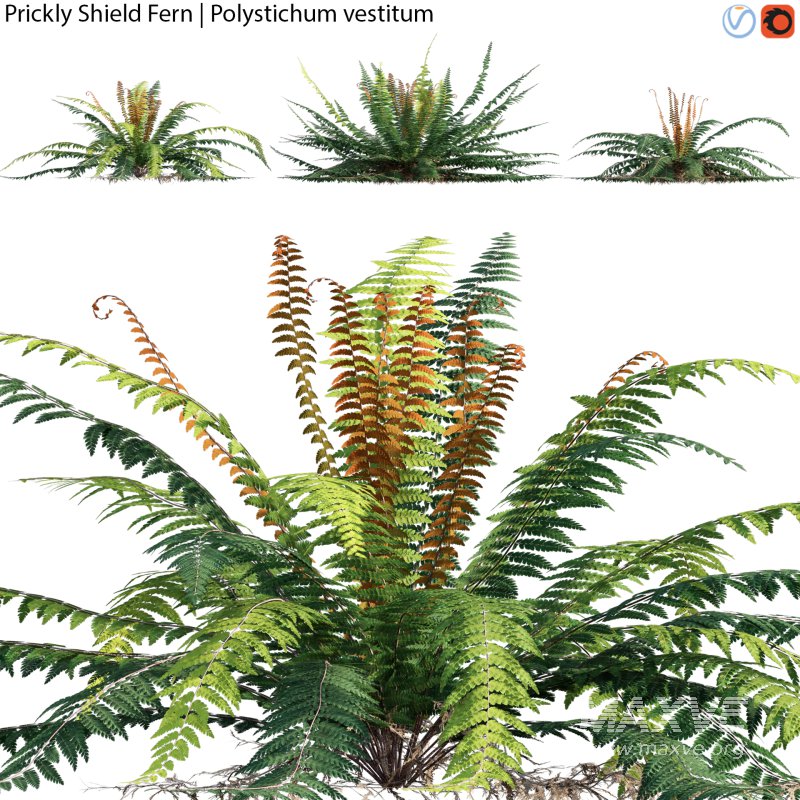 Prickly Shield Fern – Polystichum vestitum – 01 - Image 1