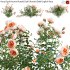 Rosa David Austin Ronald Dahl | Ronald Dahl English Rose – 01 - Thumbnail 1
