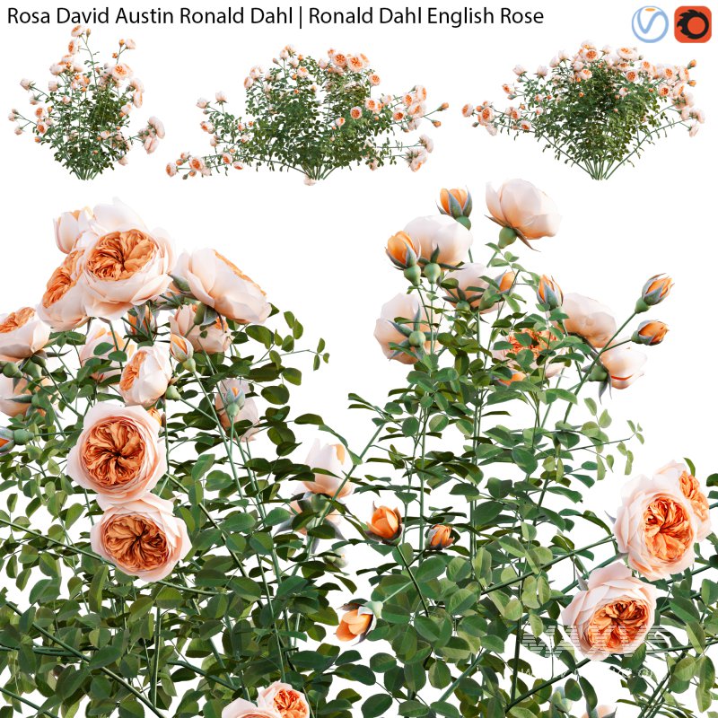 Rosa David Austin Ronald Dahl | Ronald Dahl English Rose – 01 - Image 1