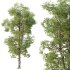 AV Plants Carya Glabra Ovalis Caryer Rouge Hickory02 - Thumbnail 2