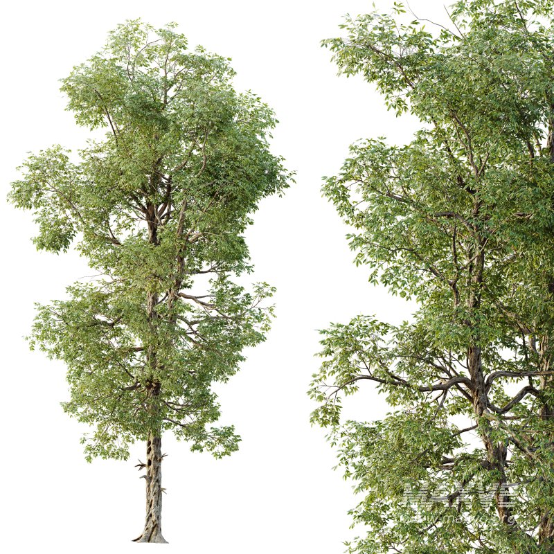 AV Plants Carya Glabra Ovalis Caryer Rouge Hickory02 - Image 2