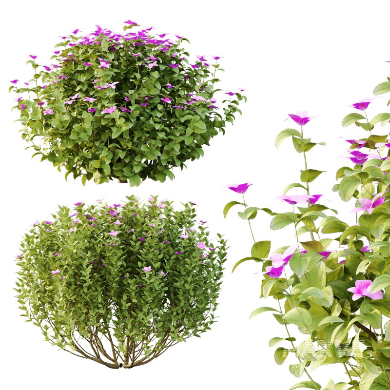 Different bush 24 - Image 3