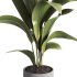 indoor plant 020 - Thumbnail 4