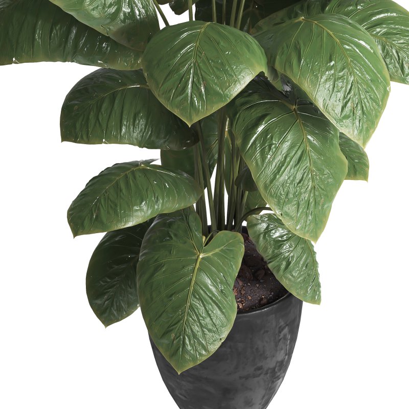 indoor plant 037 - Image 3