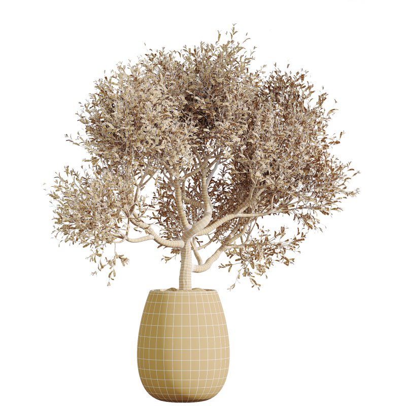 AV Indoor Plants Set 240 China Orange Tree and Spineless Palm and Peace Lily and Mission Olive - Image 6