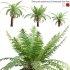 Dicksonia antarctica – Tasmanian Tree Fern – 02 - Thumbnail 1