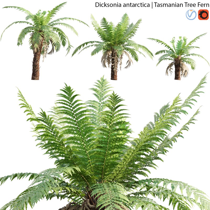 Dicksonia antarctica – Tasmanian Tree Fern – 02 - Image 1