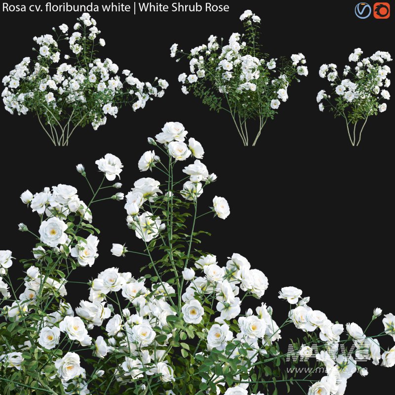 Rosa floribunda white | White Shrub Rose 02 - Image 1