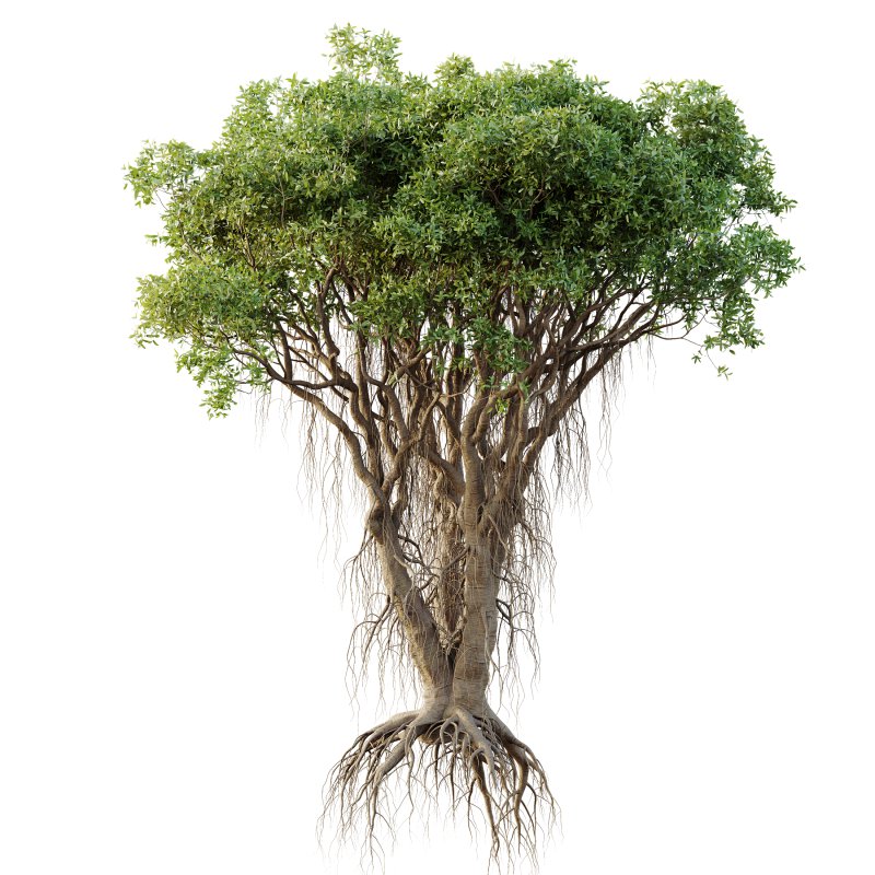 AV Plants Mangrove Gray Avicennia Marina05 - Image 1