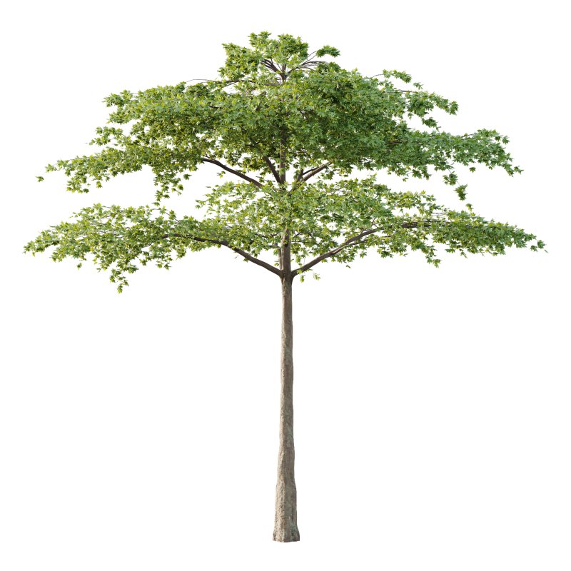 Acer Pseudoplatanus Tree 07 - Image 2