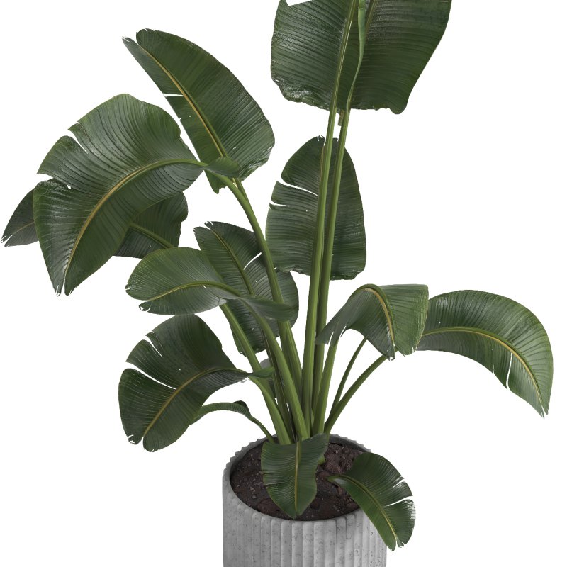 indoor plant 11 - Image 3