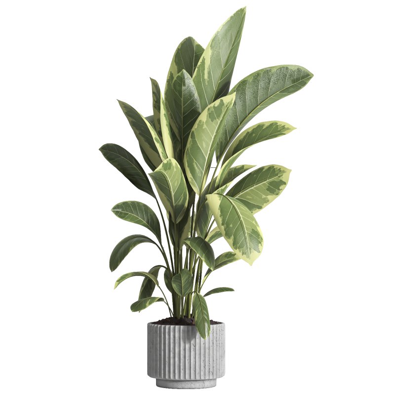 indoor plant 035 - Image 2