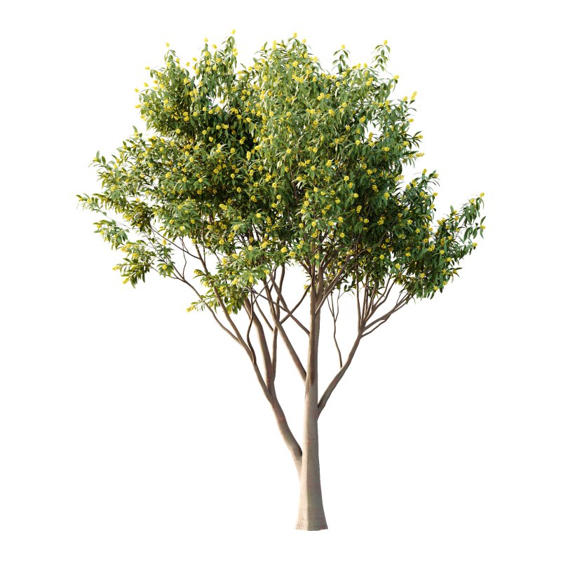 Water Gum Tree 03 - Image 2