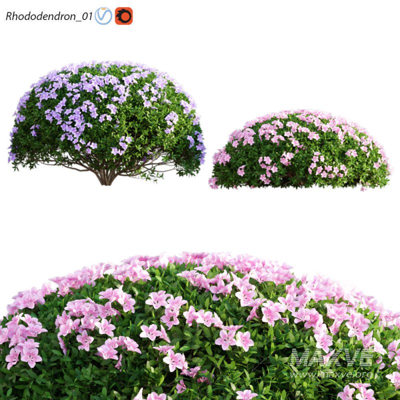 Rhododendron 01 - Image 1